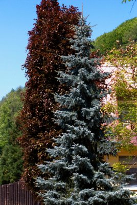 Picea pungens 'Argentea' - smrk pichlavý - celek